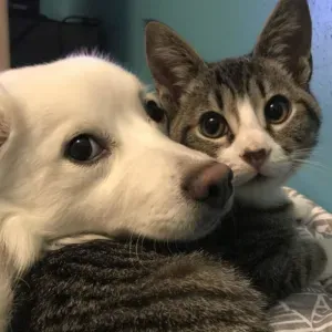 pet sitter à lille et alentours 