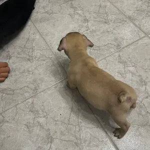 Ando a procuro de quem tome conta do meu cão durante o dia 