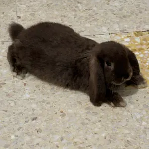 À la recherche de quelqu'un pour garder ma boule de poil 