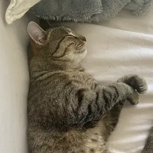 Pet sitter en nouvelle-aquitaine