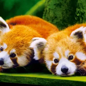 Jeune Baby-sitter autour d'Ancenis Saint Gereon