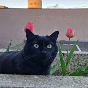 Emploi de Petsitter à Thionville 