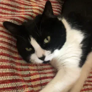 Canguro (tanto de hijos como de mascotas) en Granada