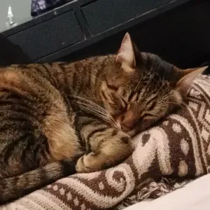 Cerco cat Sitter a Caserta