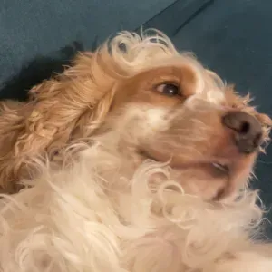 Femme de ménage Airbnb – missions sur Le Mans