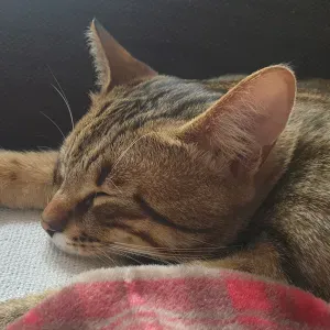 J'ai été élu catsitter de l'année par Kinder et Bueno