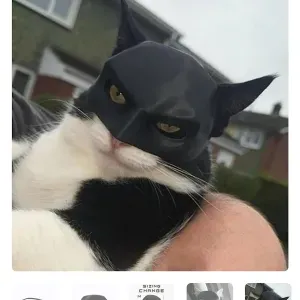 Offre d'emploi pour un(e) petsitter à Aix-les-Bains