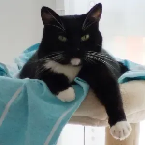 Recherche touts petits à garder