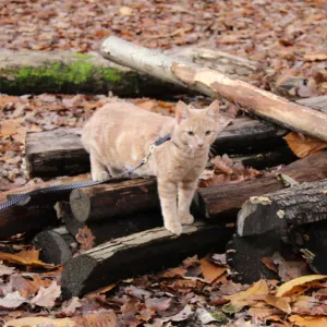 Soeur des chats Les Ulis 91. Prendre soin des animaux amour