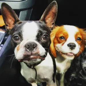 Procuro petsitter – 15 a 29 de agosto (2 cãezinhos) 🐶🏡