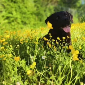 Pet-sitter Montauban et à proximité 