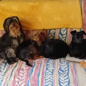 Pet-sitter16. La colonie des anges à quatre pattes.