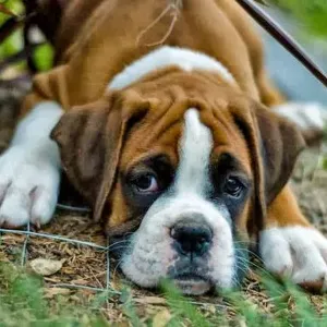 Offre d'emploi pour un(e) femme de ménage àSaint-Aigulin