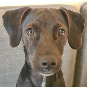 Looking for dog sitter near Gandía