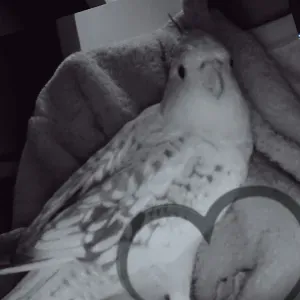 Emploi de Petsitter La Louvière