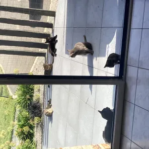 Jeune étudiante sérieuse pour tenir compagnie