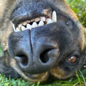 Pet Sitting, Porto, Gaia, Santa Maria da Feira e arredores