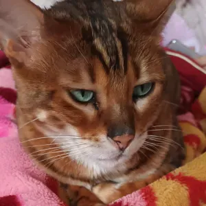 Ik help wel even met de kat te verzorgen. 