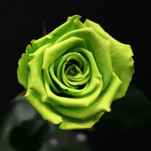 Femme de ménage  à Lille  et ses alentours