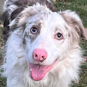 Je cherche une baby-sitter