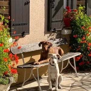 Recherche Pet Sitter