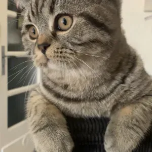 Pet ' sitter sur tout le luxembourg 