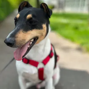 Looking for dog sitter from Jan 25th to Feb 11th