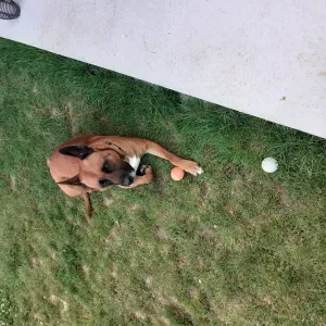 La passion  des animaux et leur donner des caresses 