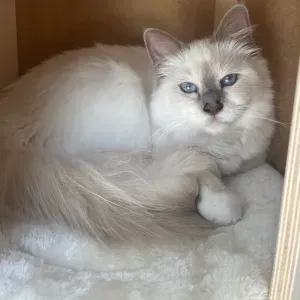 Pet-sitter disponible à Gex et alentours 