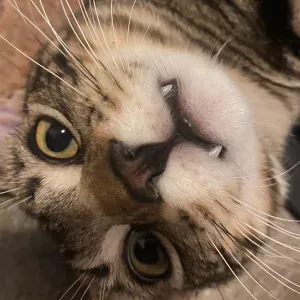 Pet-sitter en ile de france :)