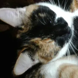 Femme de ménage à Saint Étienne 