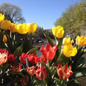 Cerco una tata vicino a me