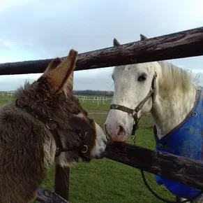 Dog-sitter expérimentée à Bezannes et Reims