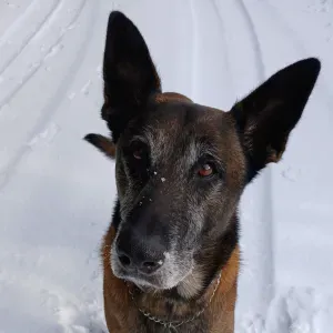 Em"patt"ie - Étudiante pet-sitter Vernon-Evreux