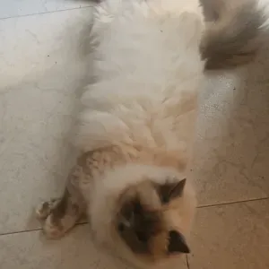 Emprego de catsitter em Sintra