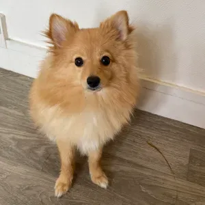 Pet - Sitter à stains pour pas cher ! 