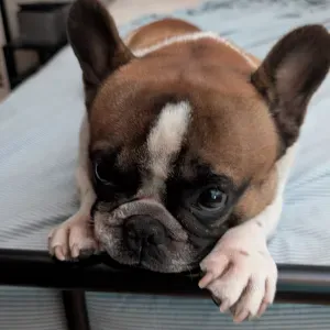 Looking for a dog sitter in Lisbon