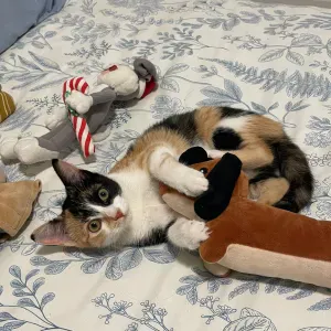 Buscando cuidador de gatos Logroño