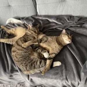 Recherche d'un Cat Sitter A domicile