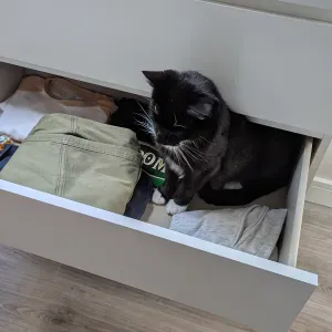 Pet-Sitter à Douai et aux alentours 