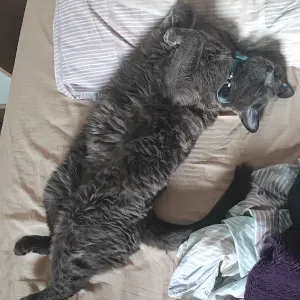 À la recherche d'un(e) cat-sitter à Villefranche-sur-Saône