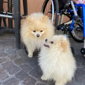 Heather – Noisy le Sec !  🐾  