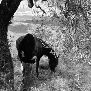 Pet sitting in Ticino e dintorni