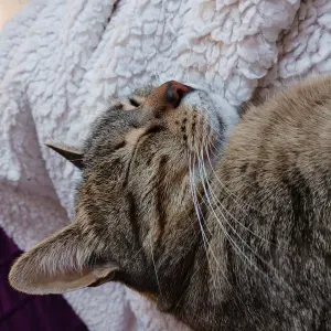 Garde à mon domicile pour Mamour 😻