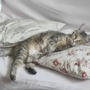 [Urgent] Recherche Petsitter du 4 au 7 avril 