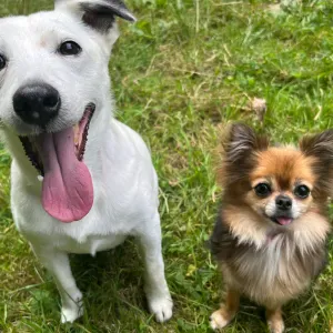 Recherche Pet Sitter Saint Amlo