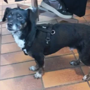 je recherche une pet sitter pour garder mon chien BUENO