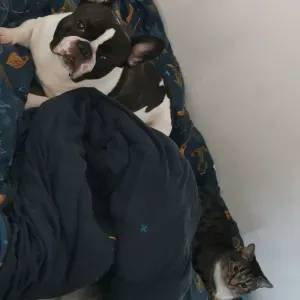 Rechercher garde chien 