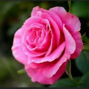 Femme de ménage dynamique et sérieuse à Reims