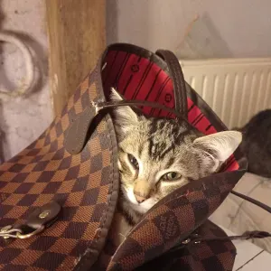 FEMME  DE MENAGE HAUCOURT MOULAINE